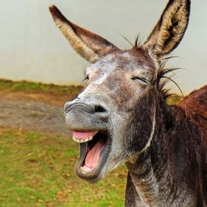 Esel scheint ins Bild zu schreien: Schenk doch heuer einen Esel