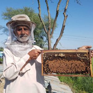 Imker hält eine Bienenwabe in der Hand