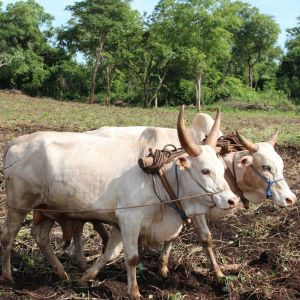 Ochsengespann auf einem Acker