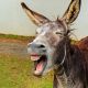 Esel scheint ins Bild zu schreien: Schenk doch heuer einen Esel