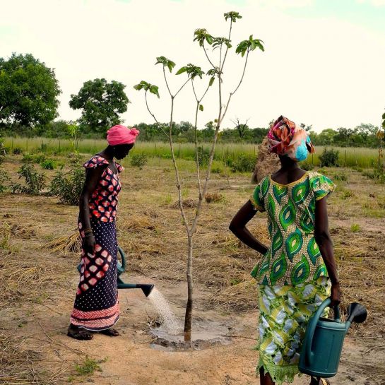 Zwei Frauen pflanzen einen Obstbaum