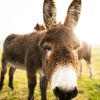 Spende: Esel mit Billet