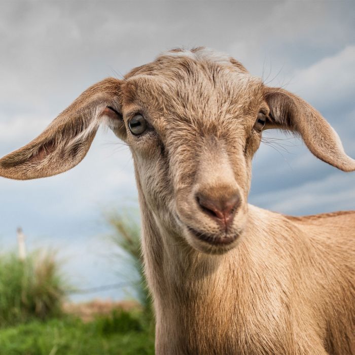 Ziege vor wolkigem Himmel