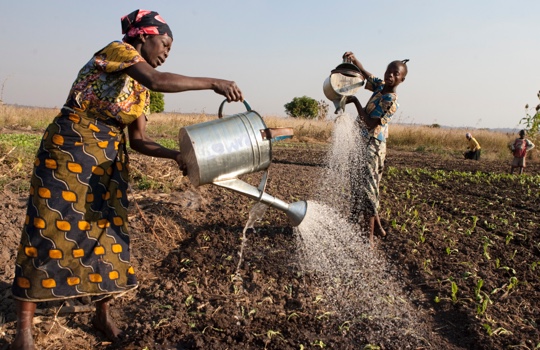 Zwei afrikanische Frauen gießen ein Feld mit Gießkannen