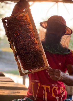 Imker hält Bienenwaben in der Hand