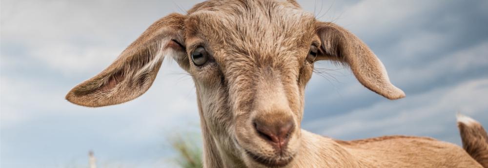 Ziege vor wolkigem Himmel